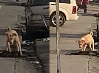 Σπαρακτικό: Σκύλος προσπάθησε να ζωντανέψει τον «φίλο» του που χτυπήθηκε από αυτοκίνητο