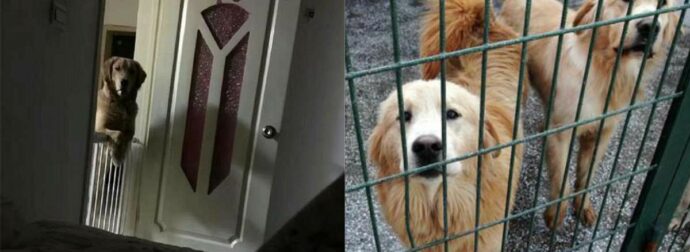 Συγκινητικό: Κηδεμόνας μαθαίνει τον λόγο που ο σκύλος κάθε βράδυ τον κοιτάει και ξεσπάει σε κλάματα