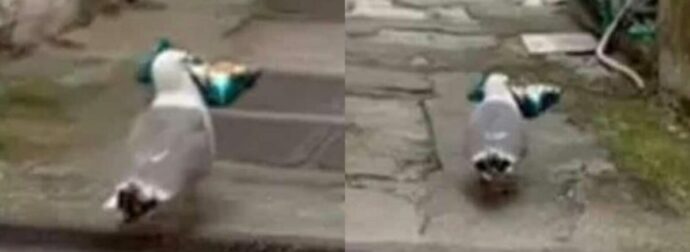 Το viral video της ημέρας: Γλάρος έχει ταράξει περίπτερο με κρουασάν στις κλοπές