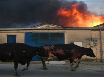 Βόλος – Κραυγή αγωνίας πυρόπληκτων- «Δεν έχουμε πάρει δραχμή από τις αναστολές εργασίας»