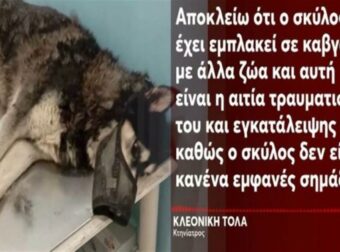 Αράχωβα: «Στην αποθήκη που ήταν ο Όλιβερ βρέθηκαν κρανία και κόκαλα σκύλων, τον σκότωσε άνθρωπος!» – Τι δείχνει το βίντεο που έχει στα χέρια της η αστυνομία
