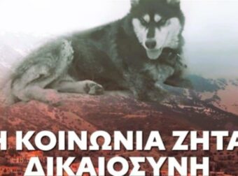 Ανατριχιάζει η κτηνίατρος που παρέλαβε τον Όλιβερ: «Δεν έχω ξαναδεί κάτι τέτοιο εδώ και τριάντα χρόνια που ασκώ αυτό το επάγγελμα»