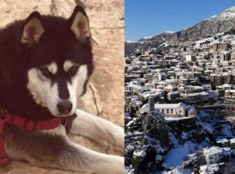Ολıκή ανατρоπń στην Αράχωβα – Θύμα αγέλnς σκύλων ο Όλιβερ σύμφωνα με την ΕΛ.ΑΣ.